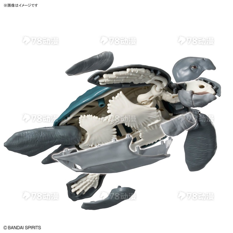Bandai Genuine Model Kit Plann - Model Kit Dinosaur review and price